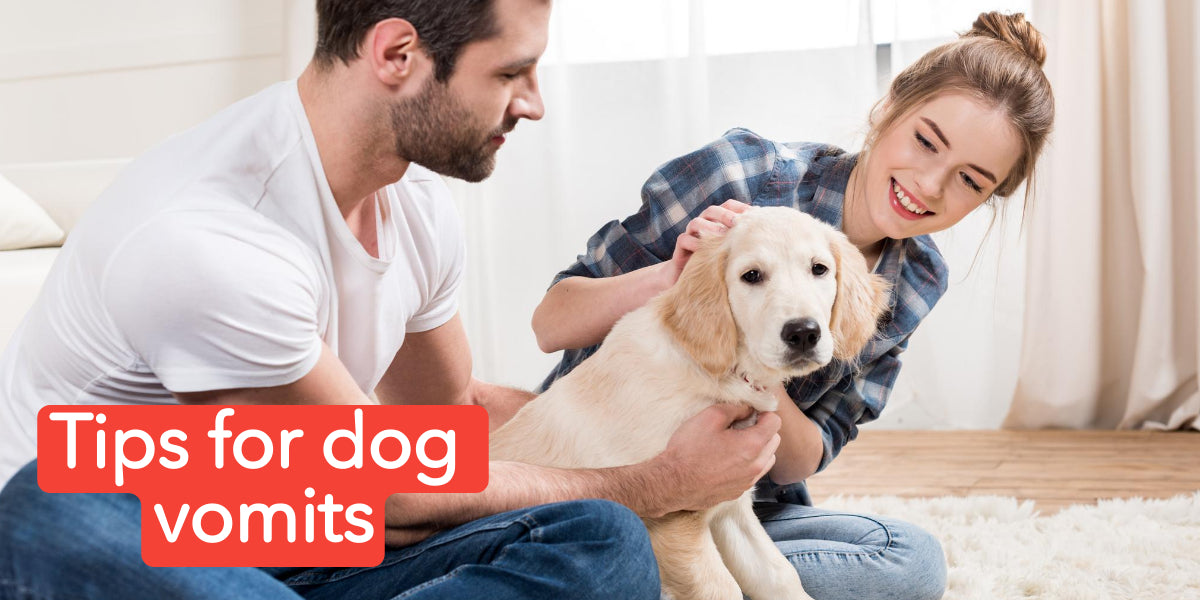 Tips for dog vomits FunniPets