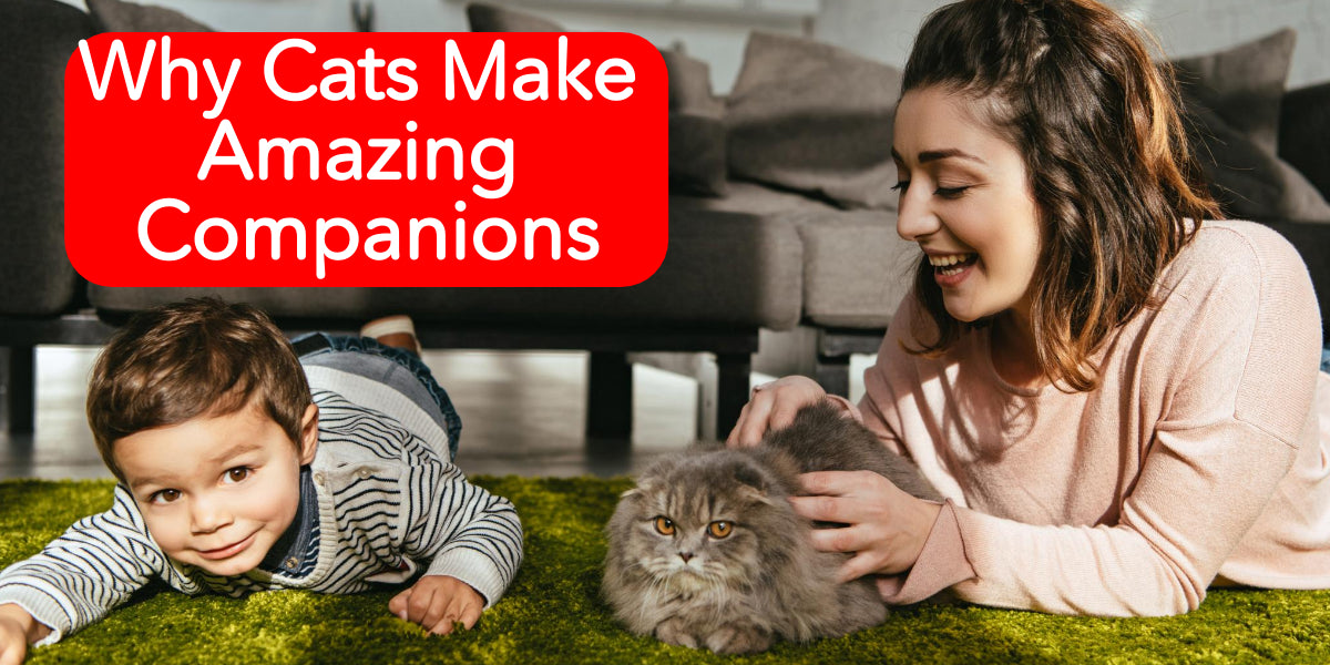 Why Cats Make Amazing Companions FunniPets