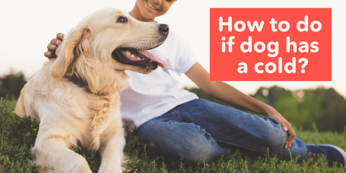 How to do if a dog has a cold? FunniPets