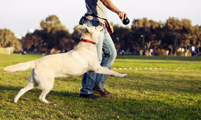 Choose the Right Training Collar for Your Dog