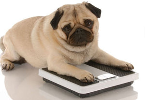 How to Help an Obese Dog Lose Weight?