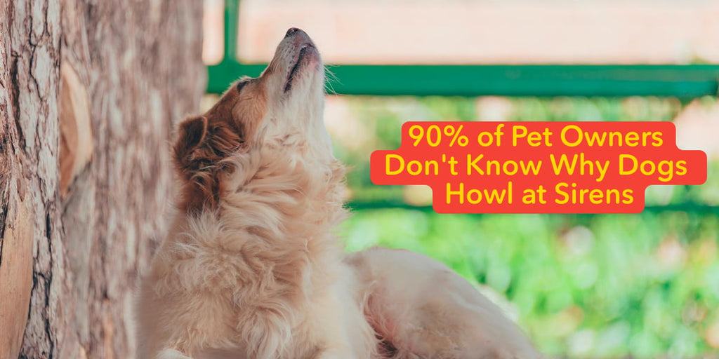 90% of Pet Owners Don't Know Why Dogs Howl at Sirens