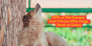 90% of Pet Owners Don't Know Why Dogs Howl at Sirens
