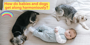 How do babies and dogs get along harmoniously?