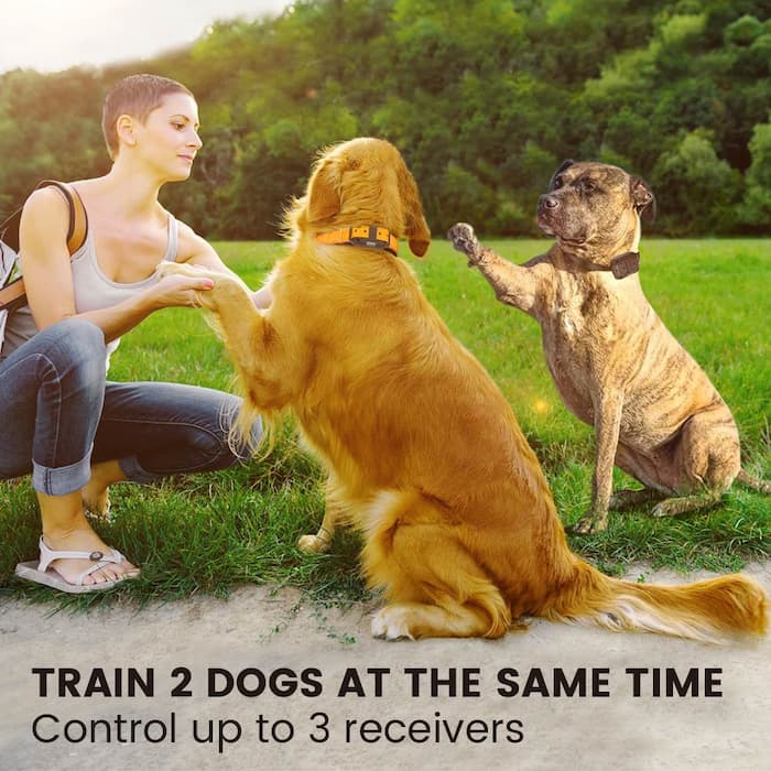 Is It Safe to Use a Dog Training Collar?