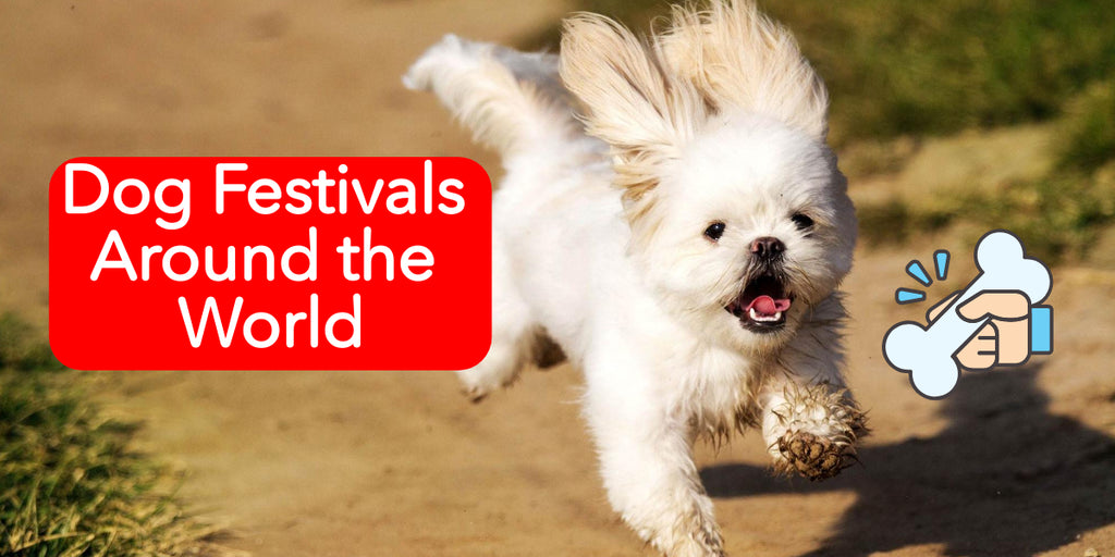 There are many dog festivals around the world. Do you know?