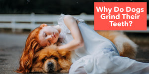 Why Do Dogs Grind Their Teeth ?