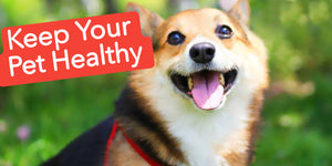 Keep Your Pet Healthy