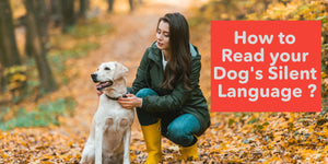How to Read your Dog's Silent Language ？