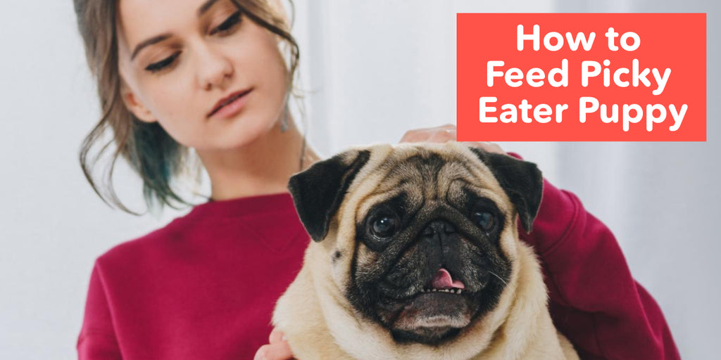 How to Feed Picky Eater Puppy ?