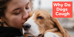Why Do Dogs Cough?