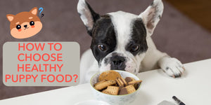 Do you know how to choose healthy puppy food?