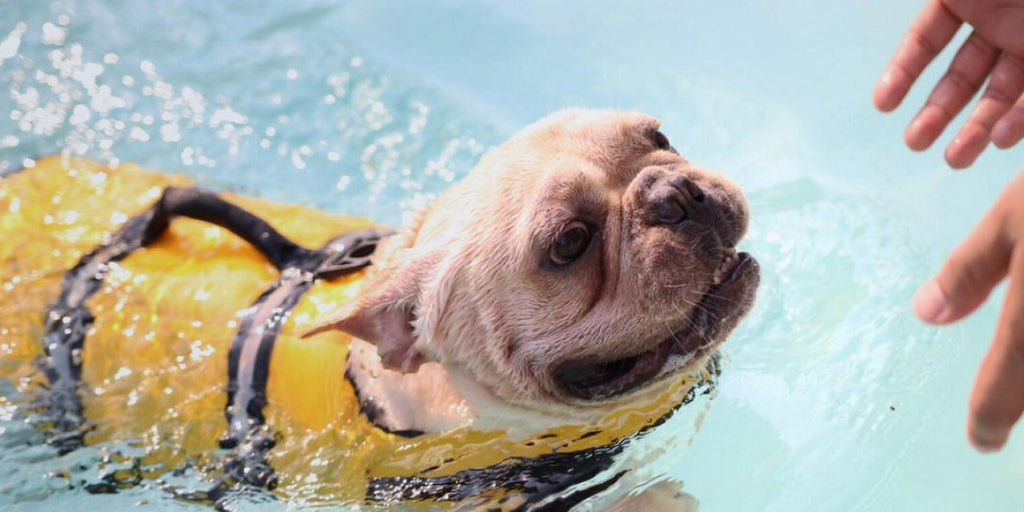 How to Train the Dog to Swim?