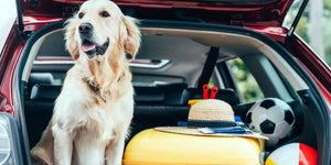 How to Help Your Pet Get Over Car Anxiety？