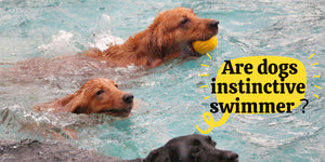 Are dogs instinctive swimmers?