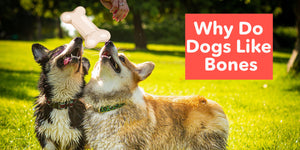 Why do dogs like bones?