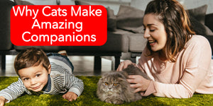Why Cats Make Amazing Companions？