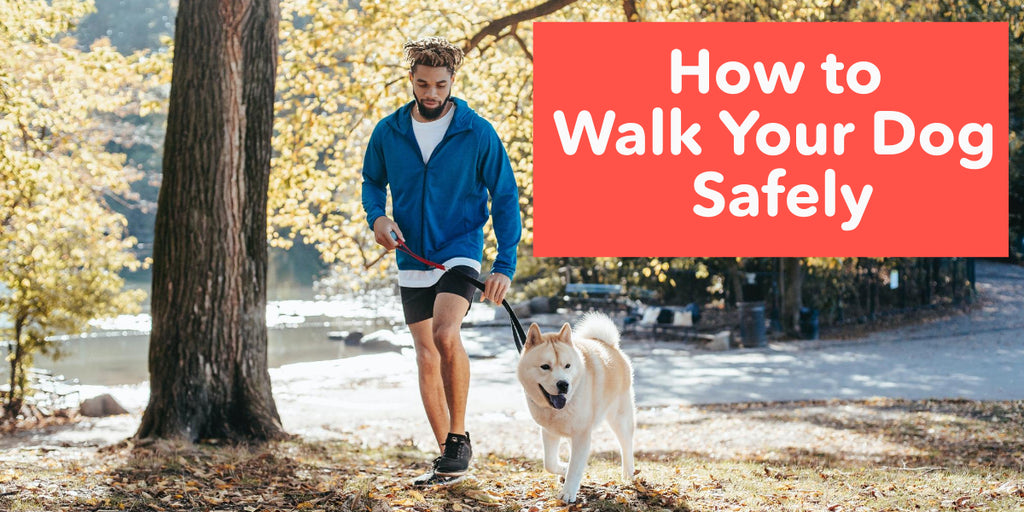 How to walk your dog safely?