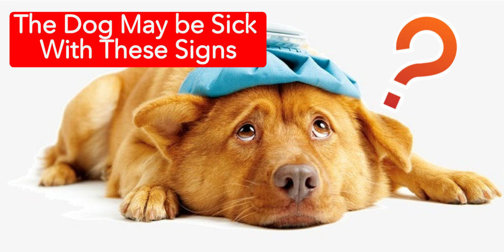 The Dog May be Sick With These Signs