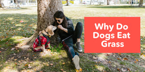 Why do dogs eat grass?