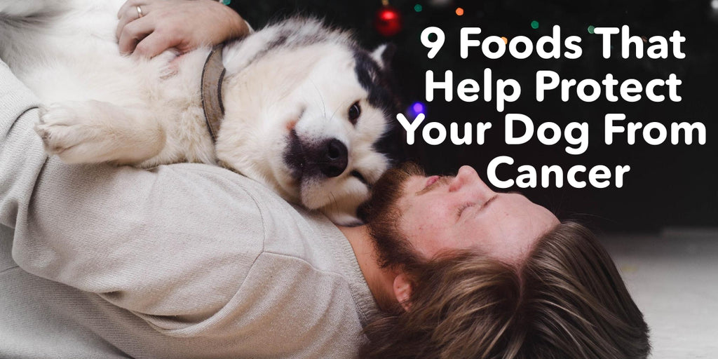 9 Foods That Help Protect Your Dog From Cancer