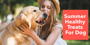 Summer Healthy Treats For Dog