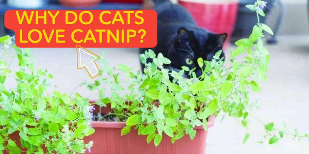 Why do cats love catnip?