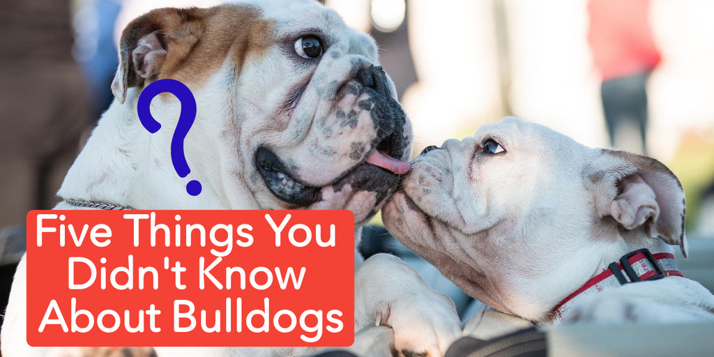 Five Things You Didn't Know About Bulldogs