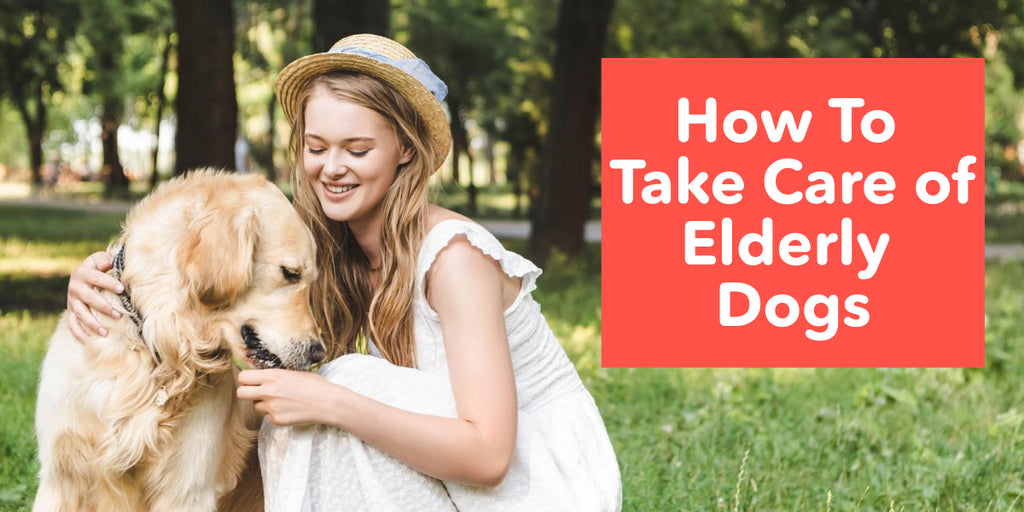 How to Take Care of Elderly Dogs