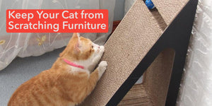 Keep Your Cat from Scratching Furniture