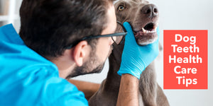 Dog Teeth Health Care Tips