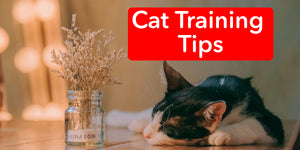 Cat Training Tips