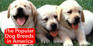The Popular Dog Breeds in America