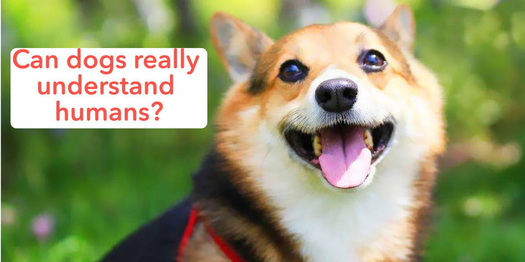 Can dogs really understand humans?