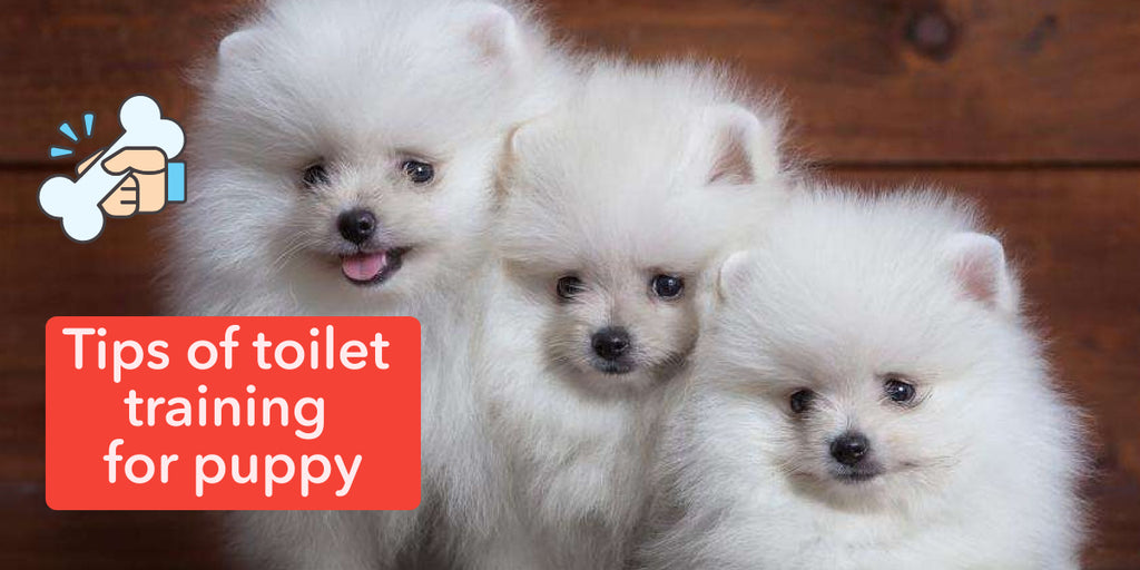 Tips of toilet training for puppy