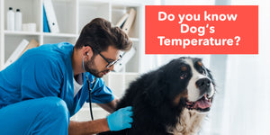 Do you know Dog's Temperature？