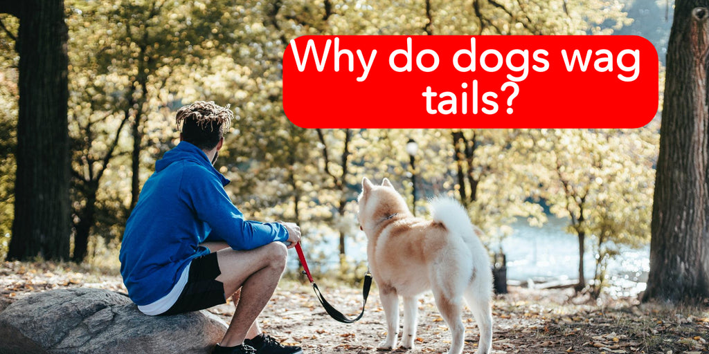 Why Do Dogs Wag Tails?