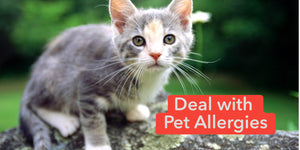 What to do if pet is allergic?
