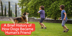 A Brief History of How Dogs Became Human’s Friend