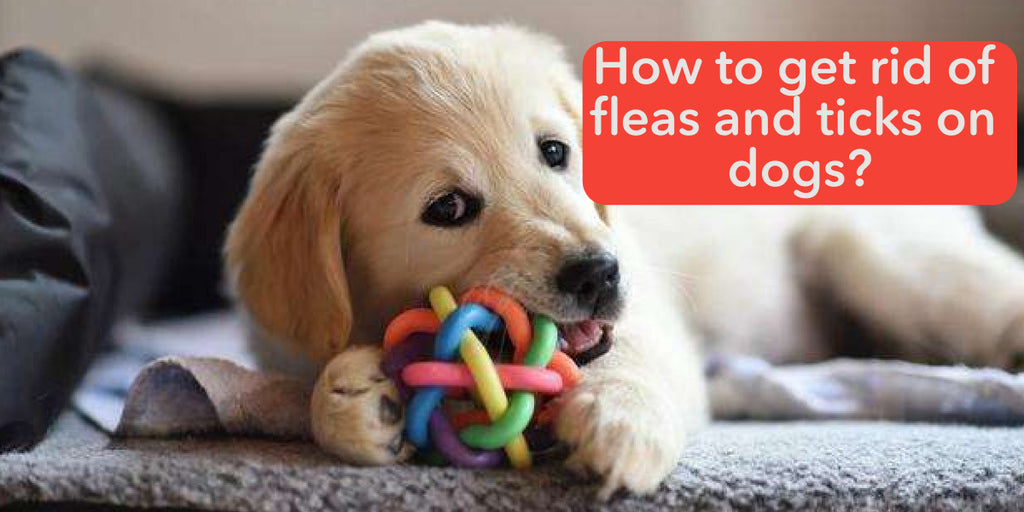 How to get rid of fleas and ticks on dogs？
