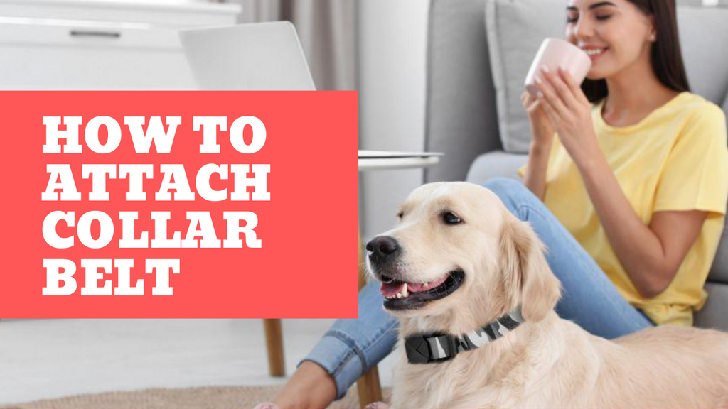 How to attach the collar belt to FunniPets dog bark collar