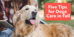 Five Tips for Dog Care in Fall