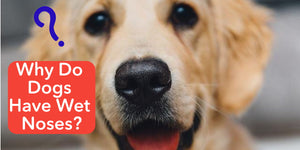 Why Do Dogs Have Wet Noses?