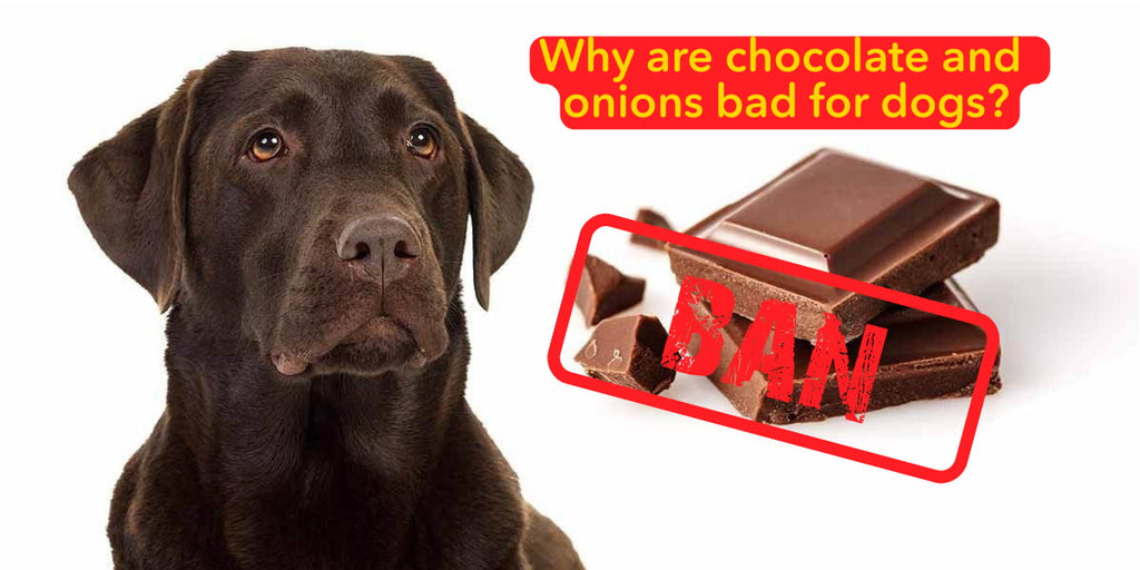 Why are chocolate and onions bad for dogs?