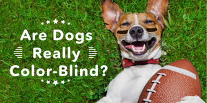 ¿Son los perros realmente daltónicos?