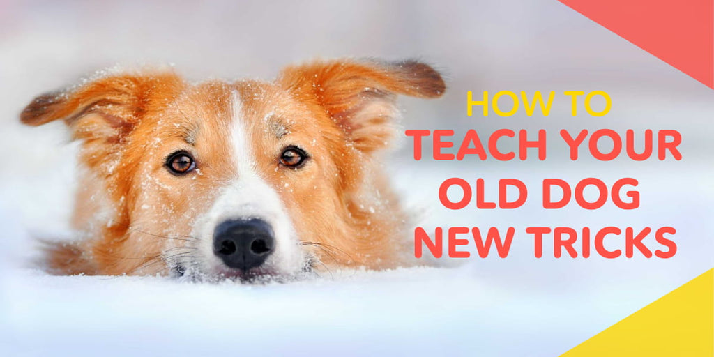Cómo enseñarle a tu viejo perro nuevos trucos