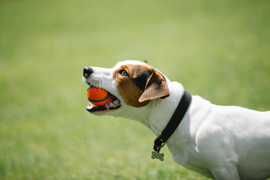 Is Training Collar Necessary for Dogs?