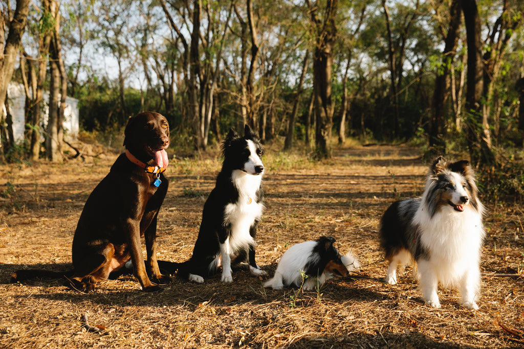 Collar and Harness: What Is the Best Choice for Your Puppy?